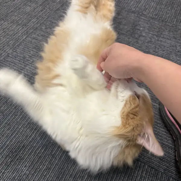 Cat lounging at K9 Rox Club cat boarding